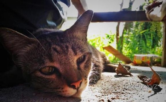 猫咪异食行为背后的宠物养护新洞察：以舔仙人球现象为例